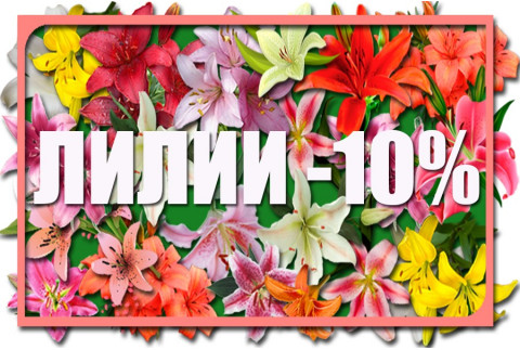 Акция -10%! Лилия – королева сада!