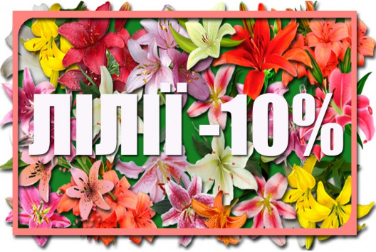 Акція -10%! Лілія - королева саду!