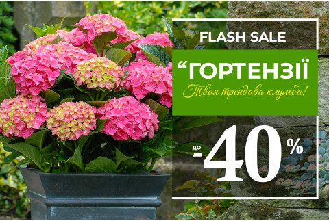 Гортензії – знижки до -40%