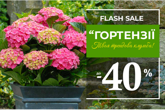 Акція на гортензії – знижки до -40%