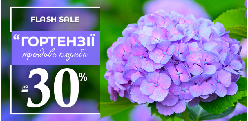 Саджанці Гортензій