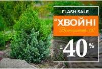 Вічнозелений розпродаж: до -40% на хвойні!