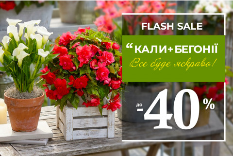 Знижки до -40% на бегонії та кали