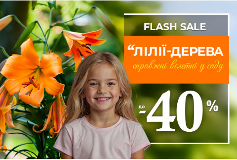 Деревовидні лілії — знижки до 40%