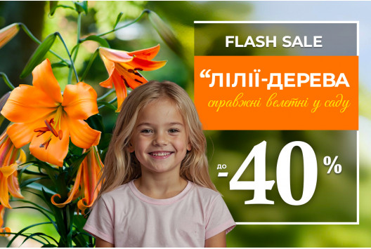 Розкішні лілії-дерева зі знижкою до 40%