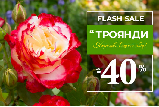Саджанці троянд зі знижкою до -40%