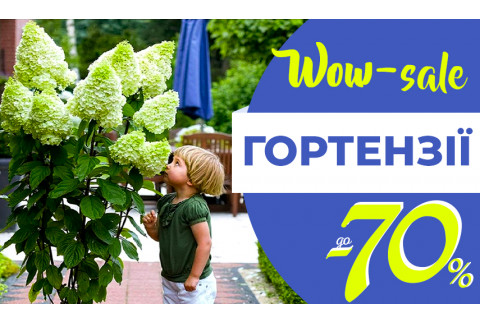 Ого-гооо! Знижки на Гортензії -70%