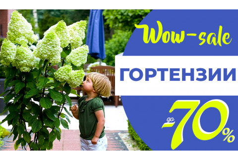 Ого-гооо! Скидки на Гортензии -70%