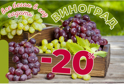 Вкусный Виноград со скидками до -20%