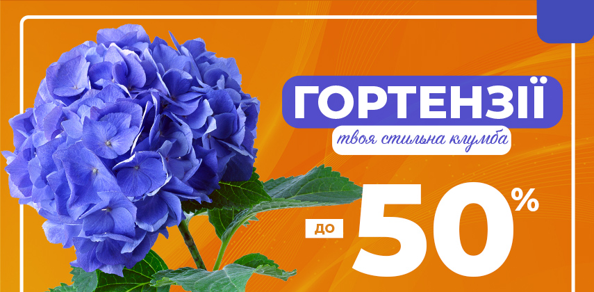 Осінній розпродаж гортензій