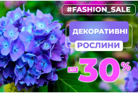 Декоративні кущі для саду: знижки до -30%