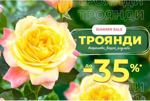Троянди - королеви вашої клумби