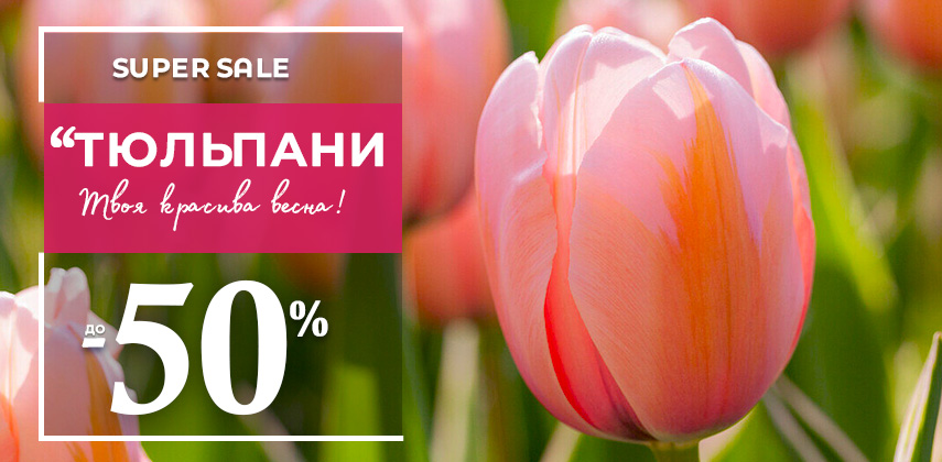 Тюльпани мрії зі знижкою 50%