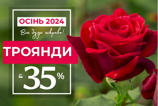 Троянди зі знижкою до -35%
