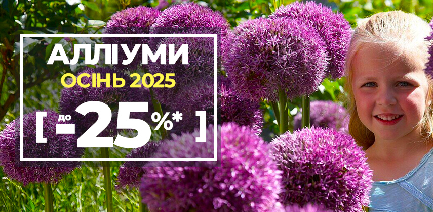 Більше кольору – менше ціни: до -25% на алліуми!