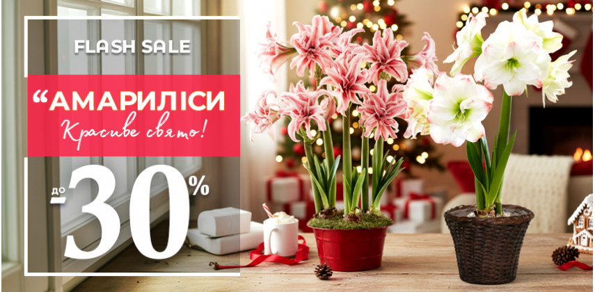 Гіпеаструми зі знижкою до 30% — час для яскравого цвітіння!