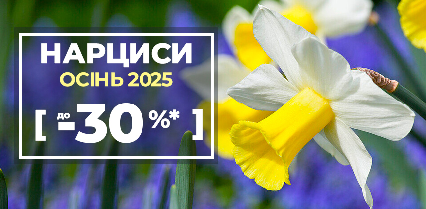 Весняна знижка -30% на нарциси!