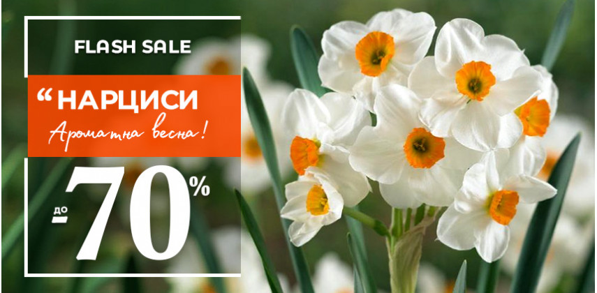Нарциси до -70% — найвигідніша ціна сезону!