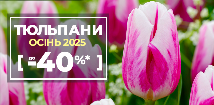 Тюльпани мрії — до -40% дешевше!
