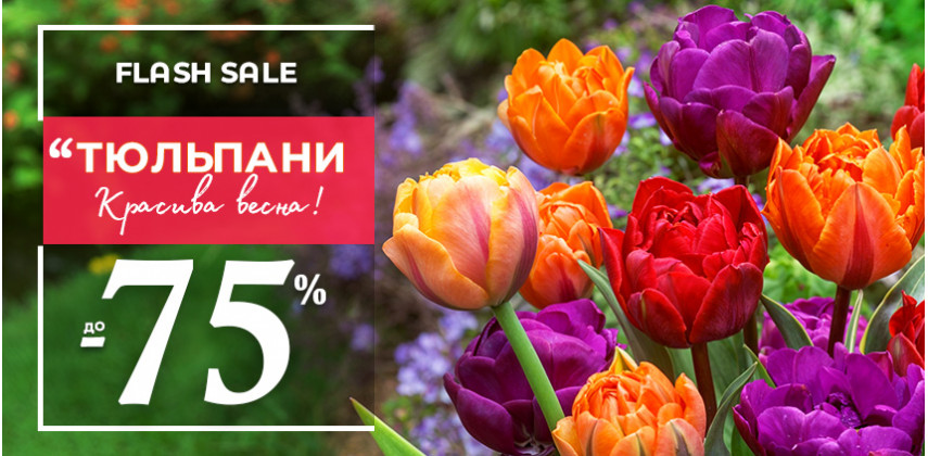 Весна починається тут — тюльпани до -75%!