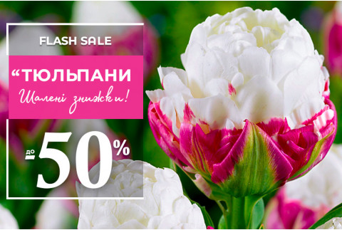 Тюльпани зі знижками до -50%