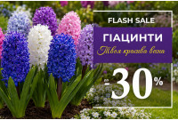 Тиждень гіацинтів - знижки до 30%