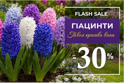 Тиждень гіацинтів — знижки до 30%