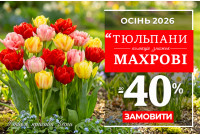 Махрові тюльпани - зі знижкою до 40%!