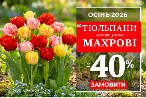 Махрові тюльпани зі знижкою до 40%