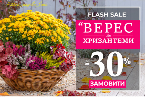 Хризантеми та верес - знижка 30%