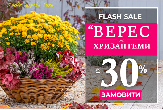 Осіння акція - знижка 30% на хризантеми та верес!