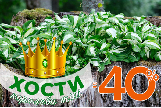 Кореневища хости зі знижками до –40%