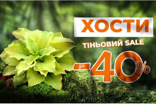 Декоративні хости зі знижкою до –40%