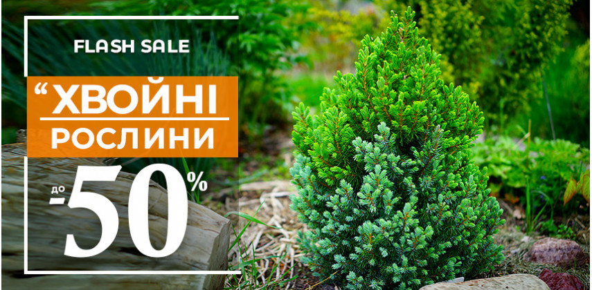 Хвойні рослини зі знижкою -50%