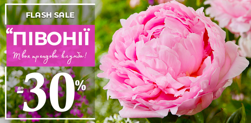 Розкішні півонії для вашого саду зі знижками до –25%.