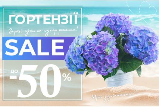 Гортензії мрії — зі знижкою до -50%