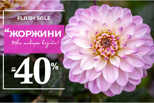 Flash sale - Жоржини -40%
