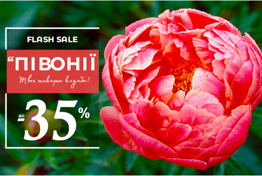 Півонії нового сезону — знижки до –35%