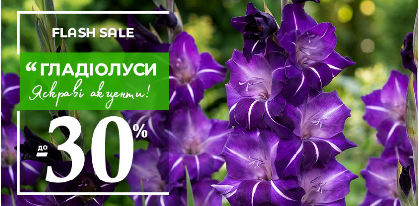Відкриття сезону! Цибулини гладіолусів –30%