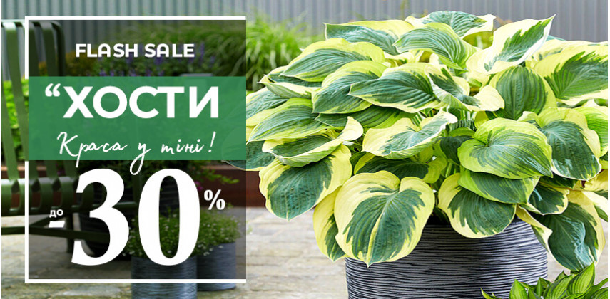 Хости зі знижкою до -30%