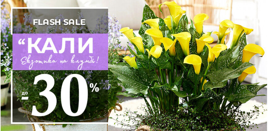 Екзотичні калли у вашому саду зі знижкою до -30%!