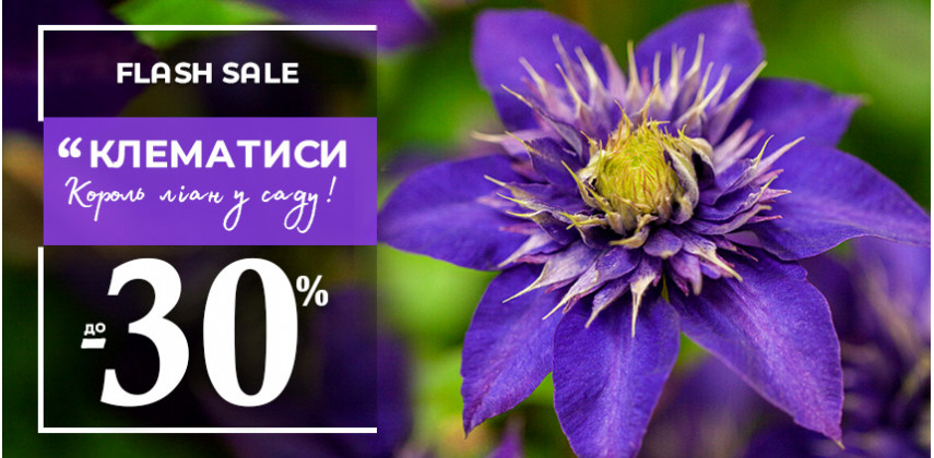 Саджанці Клематису знову в наявності.