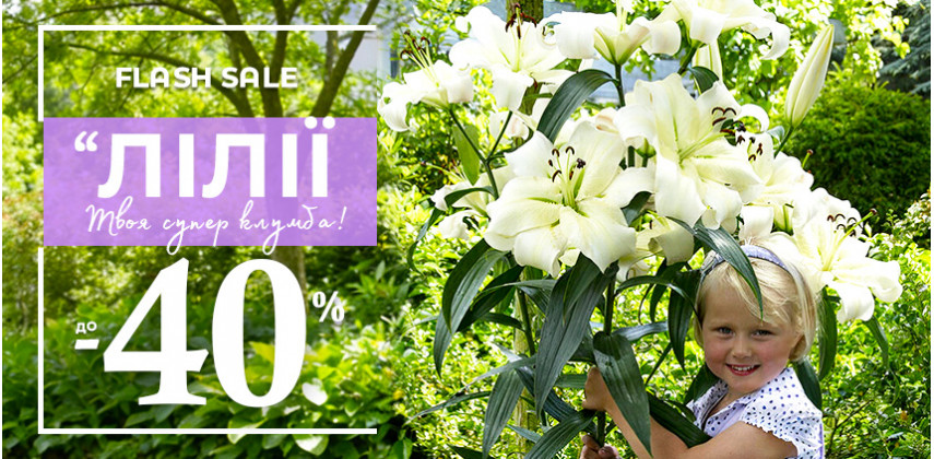 Лілії, що закохують з першого цвітіння — до -40%!