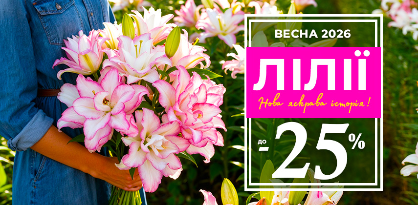 Весняний сезон відкрито! Цибулини лілій –25% тільки зараз!