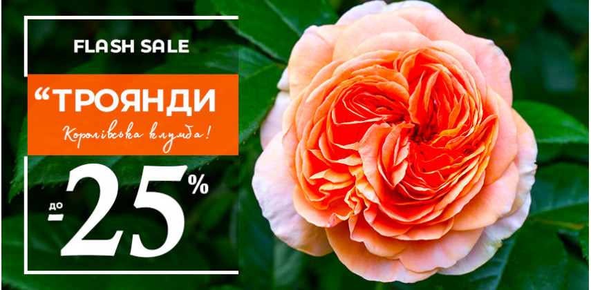 Знижки на троянди до -25%