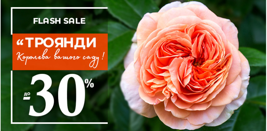 Знижки на троянди до -30%