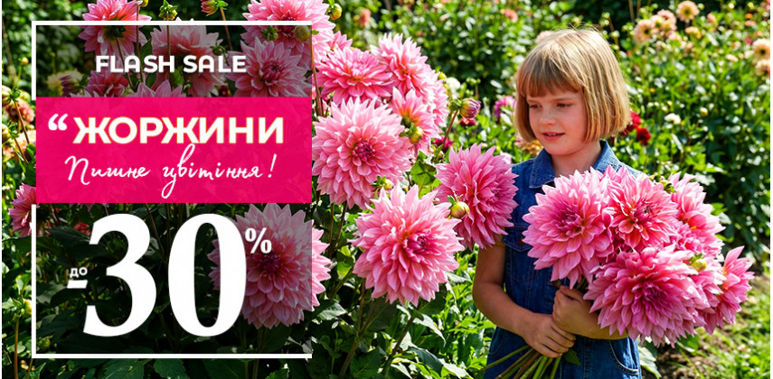 Старт сезону з жоржинами: –30% на бульби