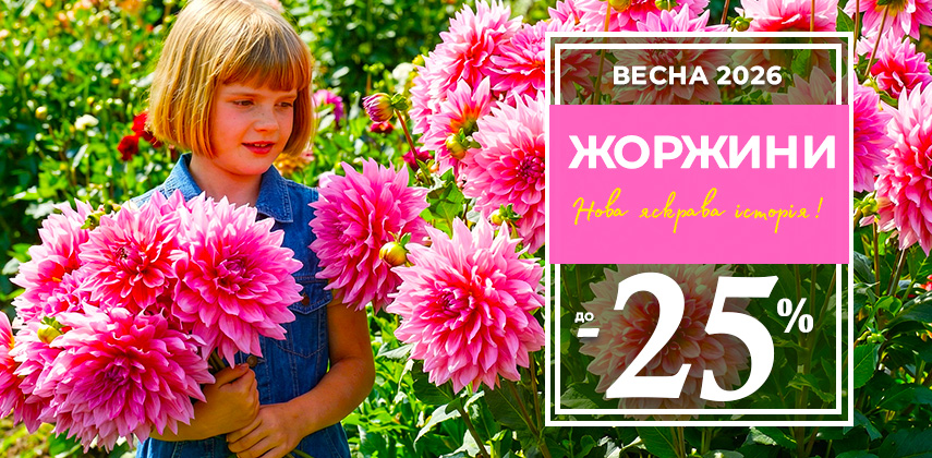 Старт сезону з жоржинами: –25% на бульби