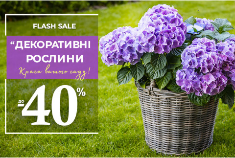 Декоративні кущі для саду: знижки до -40%