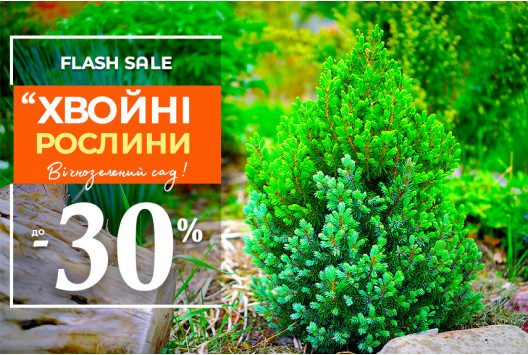 Вічнозелений розпродаж: до -30% на хвойні!
